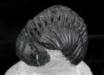 Wide, Arched Phacops Trilobite - Mrakib, Morocco #23950-3